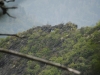 Mt Leconte 2014_07_31_2014_3858