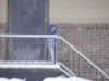 1stsnow2013_01_17_13-27948