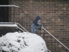1stsnow2013_01_17_13-27952