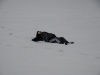 1stsnow2013_01_17_13-27973