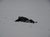 1stsnow2013_01_17_13-27977