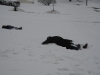 1stsnow2013_01_17_13-27987