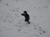 1stsnow2013_01_17_13-27993