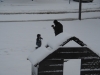 1stsnow2013_01_17_13-28010