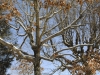 snow2014_01-29-14_9726