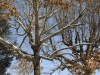 snow2014_01-29-14_9727