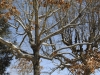 snow2014_01-29-14_9728