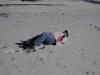 snow2014_01-29-14_9736
