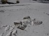 snow2014_01-29-14_9748
