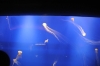 Atlanta Todd _06_28_2014_2946