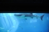Atlanta Todd _06_28_2014_3037