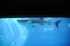 Atlanta Todd _06_28_2014_3038