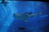 Atlanta Todd _06_28_2014_3044