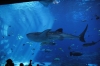 Atlanta Todd _06_28_2014_3046