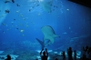 Atlanta Todd _06_28_2014_3056