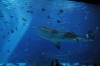 Atlanta Todd _06_28_2014_3058