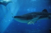 Atlanta Todd _06_28_2014_3068