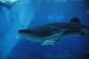 Atlanta Todd _06_28_2014_3069