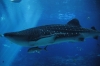 Atlanta Todd _06_28_2014_3070