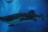 Atlanta Todd _06_28_2014_3072