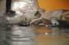 Atlanta Todd _06_28_2014_3114