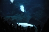 Atlanta Todd _06_28_2014_3190