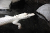 Atlanta Todd _06_28_2014_3242